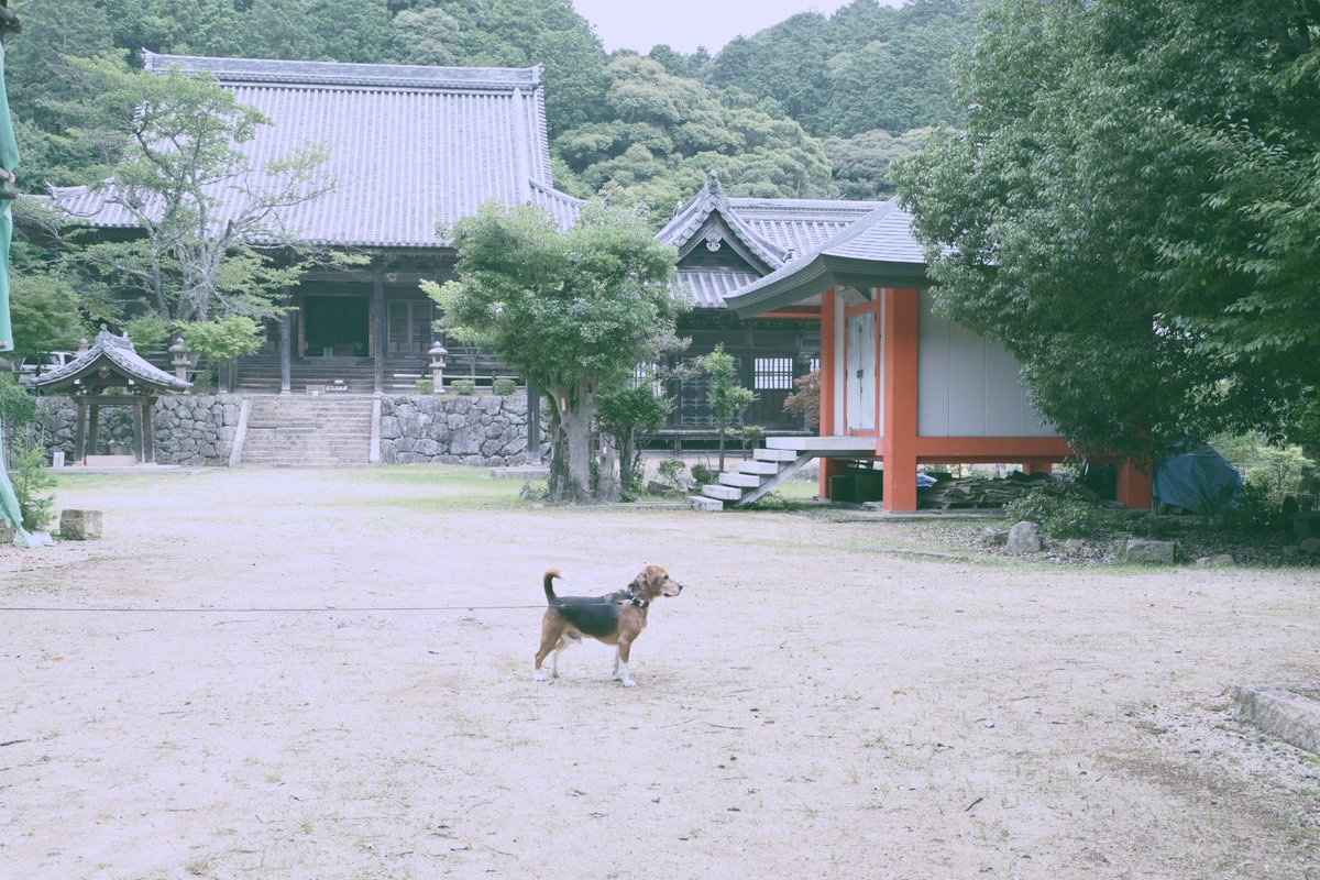 このポツンと感と色味がお気に入り🐶🍃

#Z30 #vlogwithnikon
@genic_web　@nikon_chan