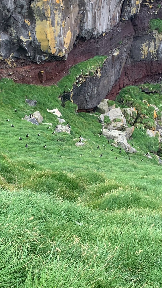 The island is full of #puffins but our work is centered on #LeachsStormPetrel #ManxShearwater and #EuropeanStormPetrel