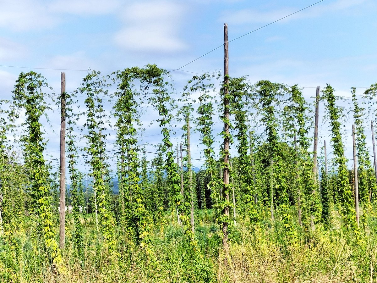 𝓐𝓵𝓫𝓮𝓻𝓽 𝓐𝓰𝓾𝓲𝓵𝓮𝓻𝓪 (@albertagpi) on Twitter photo A #Lliçà d'Amunt podem trobar una petita plantació de llúpol, ingredient imprescindible per elaborar cervesa.
Productors com <a href="/ARTcervesers/">ART Cervesers</a> elaboren les seves cerveses amb productes de proximitat, i fomenten una agricultura sostenible.
#km0 #cervesa #llúpol A #Lliçà d'Amunt podem trobar una petita plantació de llúpol, ingredient imprescindible per elaborar cervesa.
Productors com <a href="/ARTcervesers/">ART Cervesers</a> elaboren les seves cerveses amb productes de proximitat, i fomenten una agricultura sostenible.
#km0 #cervesa #llúpol