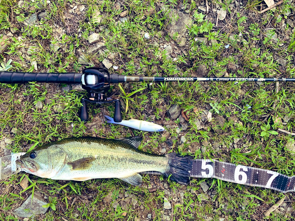 1220_sho's tweet photo. リハビリと散歩がてらリザーバーへ🎣
フカベイトにチェイスがあるものの見切られる状態だったのでFLAG170の高速巻きでピタッと止めるとドルフィンバイト⚡️
#tulalajp
#ハーモニクス
#コローナ69MH
#スタジオコンポジット
#グローデザインワークス
#FLAG170 https://t.co/fDLKxhOlF8