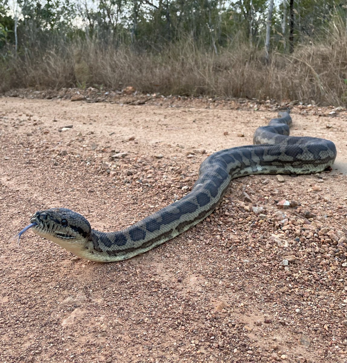 A large, wise, old Carpet Python was found one afternoon during the #boulderfieldbioblitz

This lovely beast was escorted off the road and is likely looking for an agile wallaby to snack on.