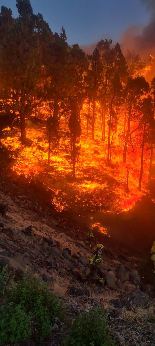 LA PALMA  WILDFIRE - what's happening?

Ongoing 🧵 by <a href="/GeoTenerife/">GeoTenerife</a> &amp; <a href="/GeoIntern/">GeoTenerife Summer Programme</a> students in La Palma for information &amp; context in English.  

Please follow official sources <a href="/CabLaPalma/">Cabildo de La Palma</a> <a href="/112canarias/">112 Canarias</a> <a href="/PresiCan/">Presidencia GobCan</a> &amp; check  info before you share.

#IFPuntagorda 📸 via <a href="/Ferran_1983/">Ferran</a>