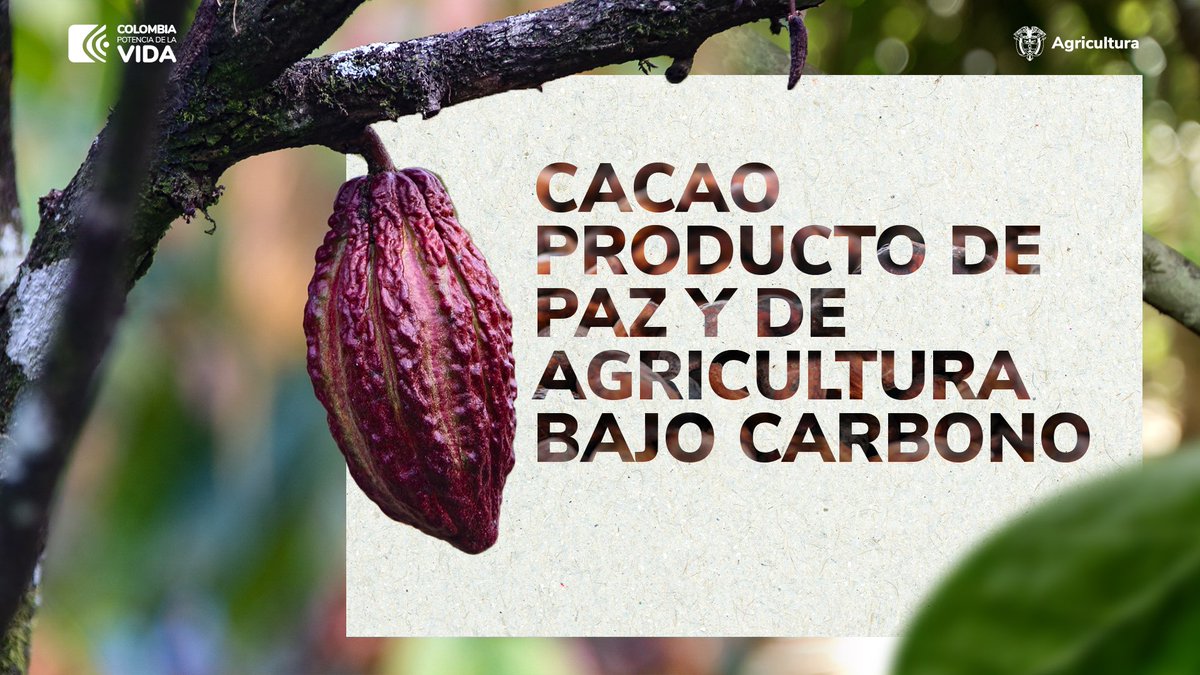 MinAgricultura's tweet photo. #AEstaHora | En #AgroExpo2023 hablamos del cacao, el producto de la paz. 
#MinAgricultura y @Fedecacao impulsan los sistemas productivos que tienen como protagonistas a estos cultivos. https://t.co/5KcFUkH9R6