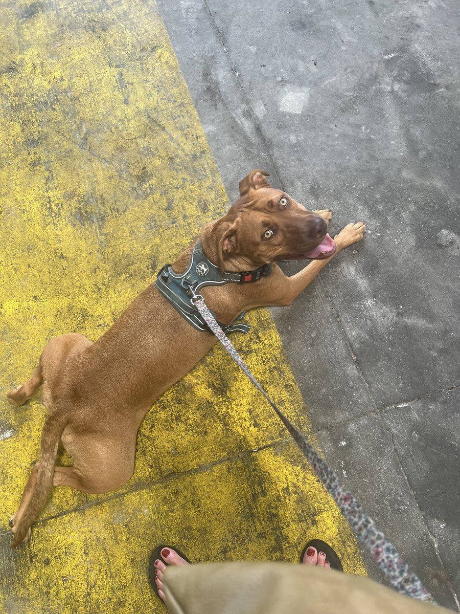 terrye_thorp's tweet photo. We went and got some iced coffee this morning then took a field trip to Loweโs.
Journey was less than thrilled when we stopped to do research on French drains and gutter options.
She was such a good girl.
#Jeeppup #Journey #Lowes #flowers #Frenchdrain #gutters @Lowes https://t.co/jIbsRf7sRK