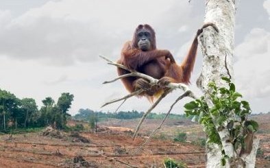 We may not gain anything from the CPTPP deal, but Malaysia will gain tariff free exports of palm oil to the UK. So at least we're doing our bit to destroy the rainforests.