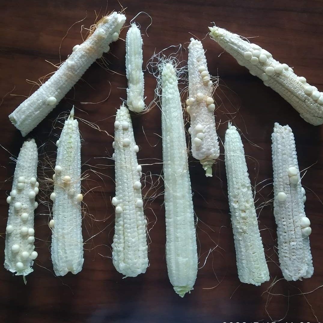 नेपाली कांग्रेस <a href="/NepaliCongress/">Nepali Congress</a> को अवस्था l