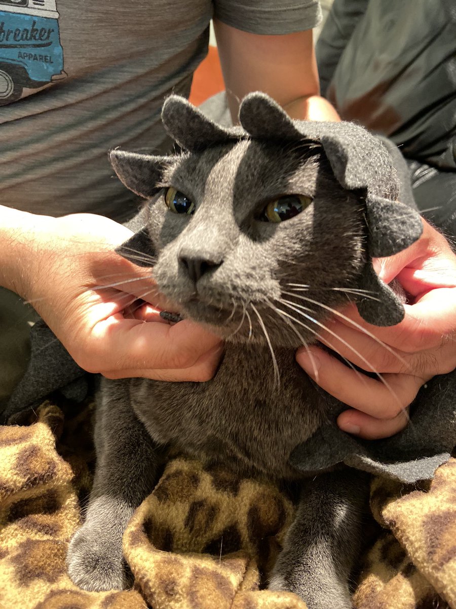 innertruthheals's tweet photo. A big GM from Kili in his bonnet 😸😹 https://t.co/TbUf1dIqqS