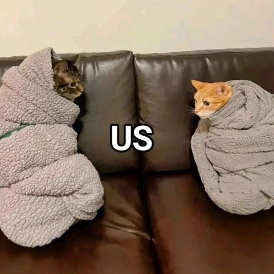 Cat Dealer on Twitter