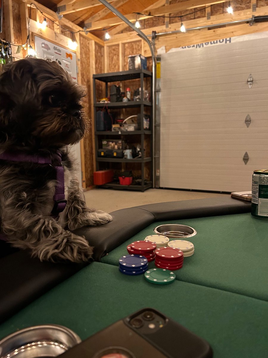 new_eddie's tweet photo. Those dog days of summer…. #bodogg #knowwhentoholdem https://t.co/i5un9IwQjY