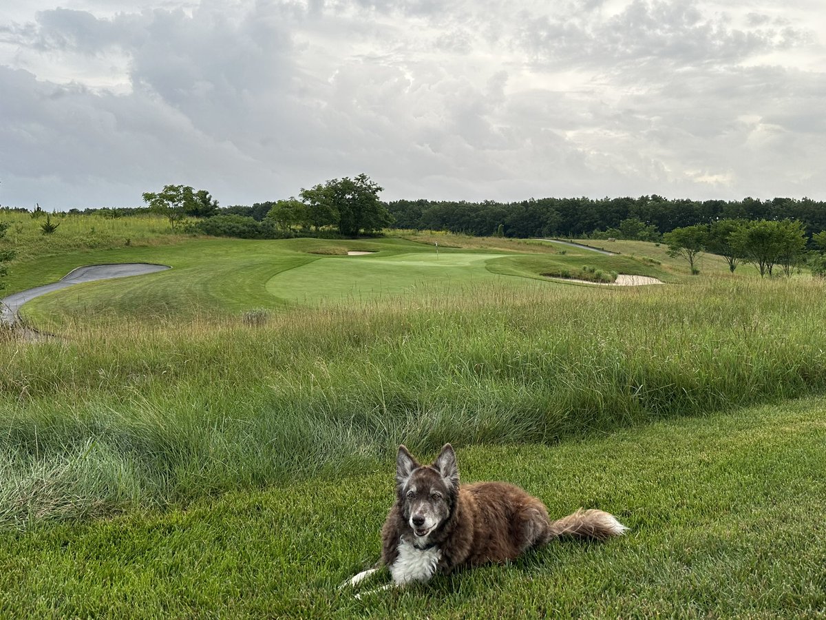 ERgrounds's tweet photo. Happy 13th Birthday to Coop! Couldn’t ask for a better dog. https://t.co/HO0pM6isZ9