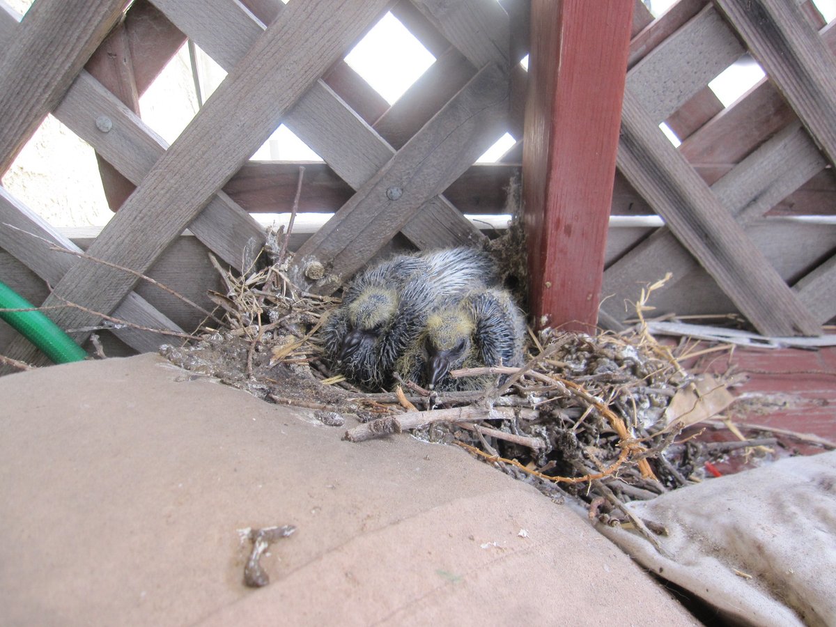 What Are The Signs Of A Possible Bird Mite Infestation? 

birdmites.org

#birdnest #birds