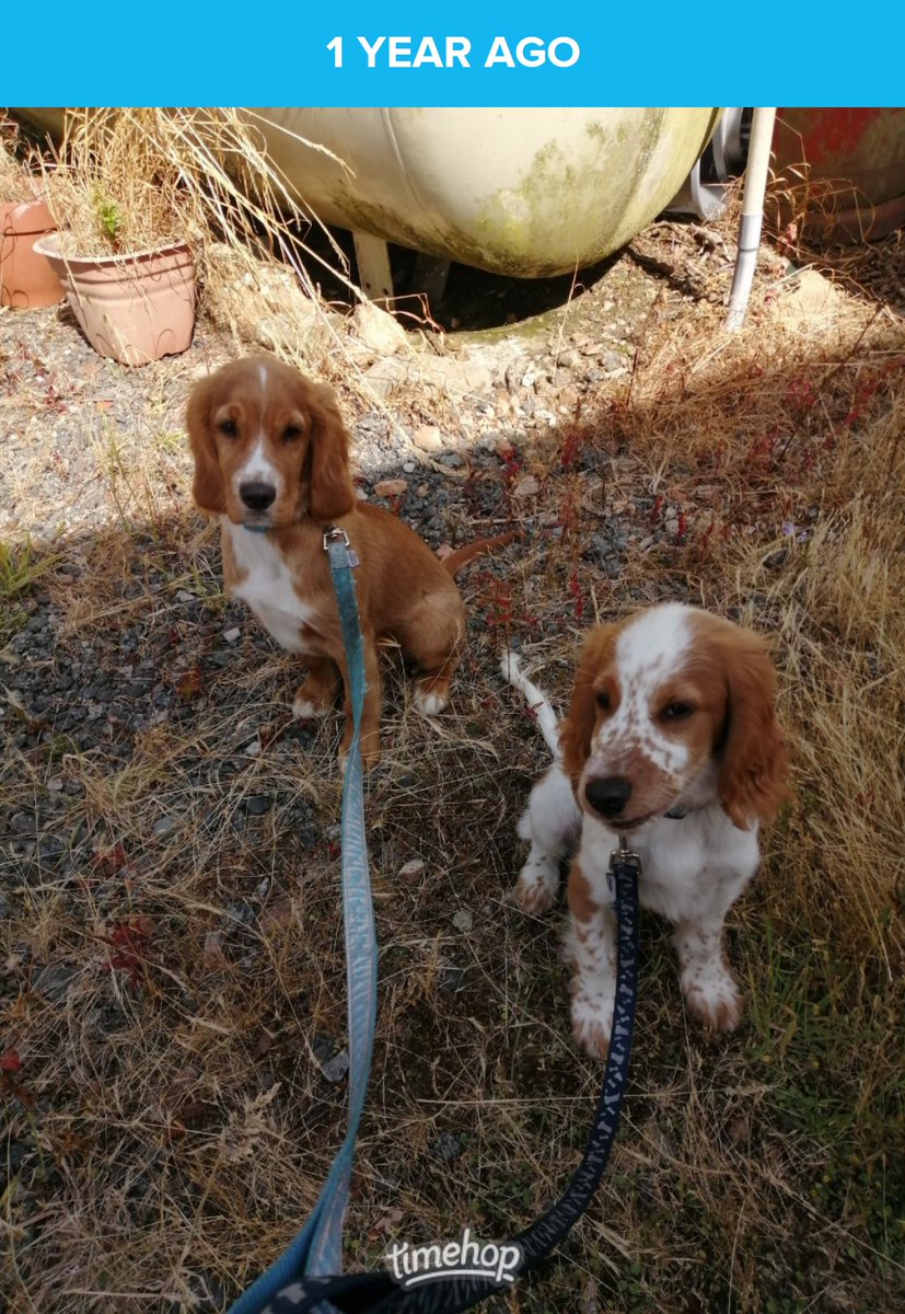 Oliver & Paddy tweet media