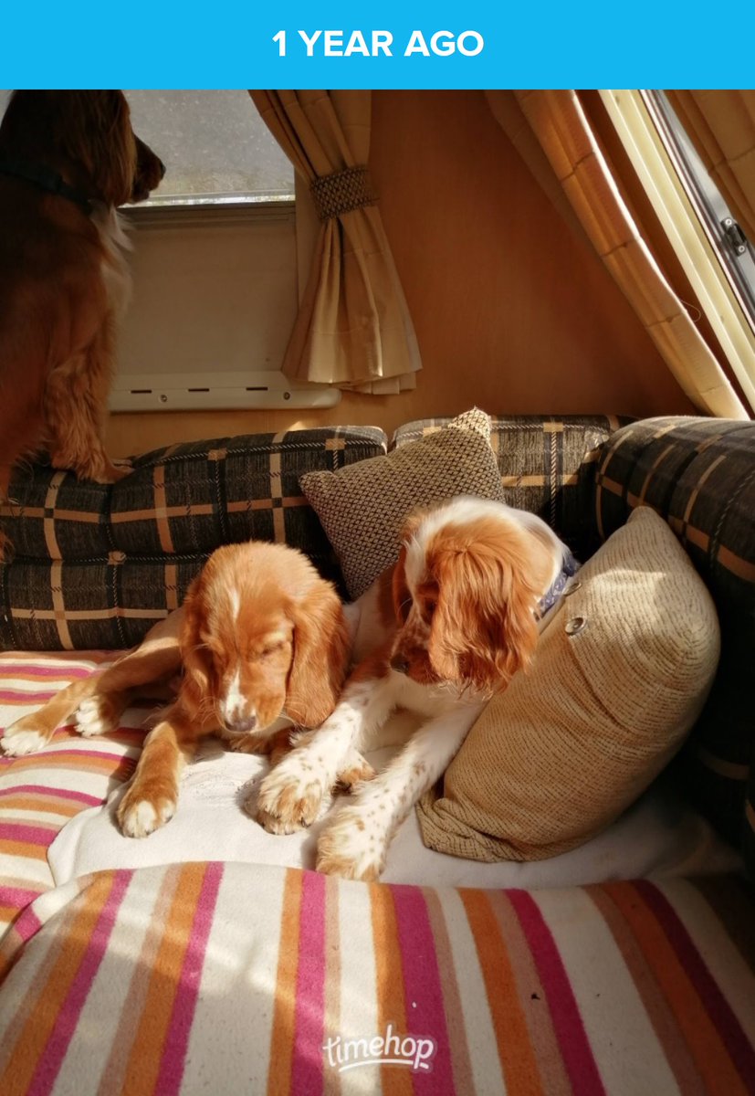 Oliver & Paddy tweet media