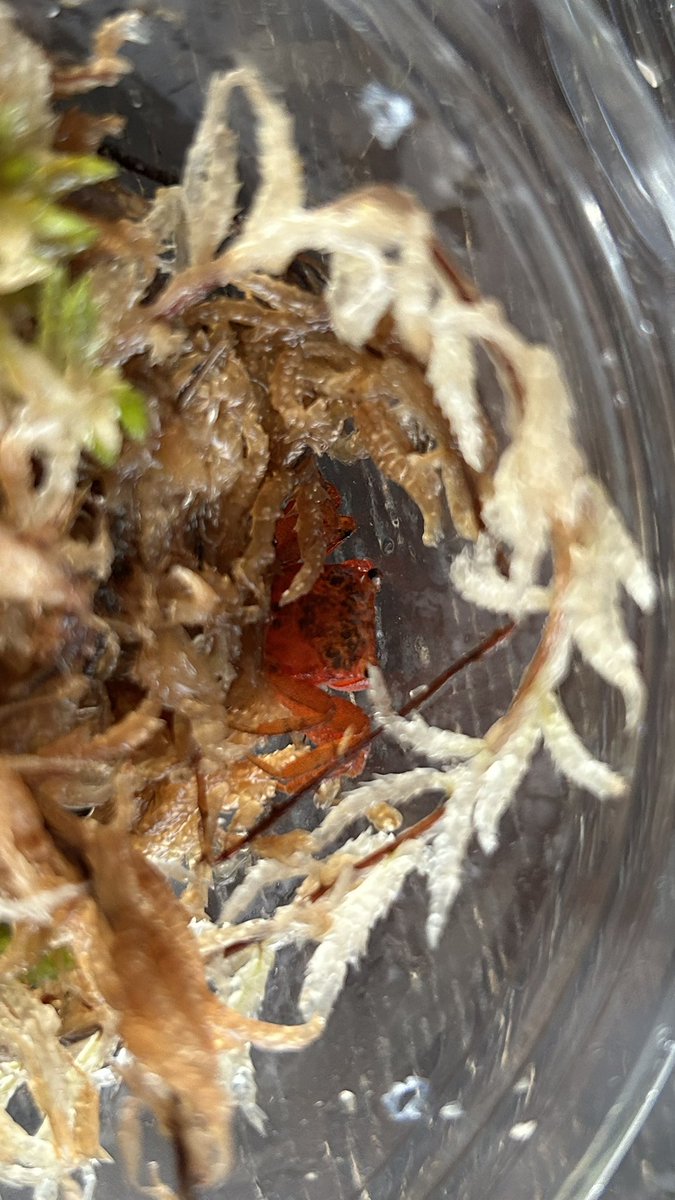 かにびーつ tweet media