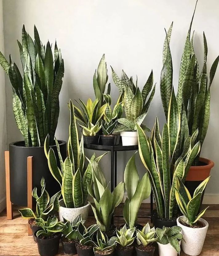 HobbyistPlant's tweet photo. Snake squad🌿 https://t.co/noFxyhJJ3d