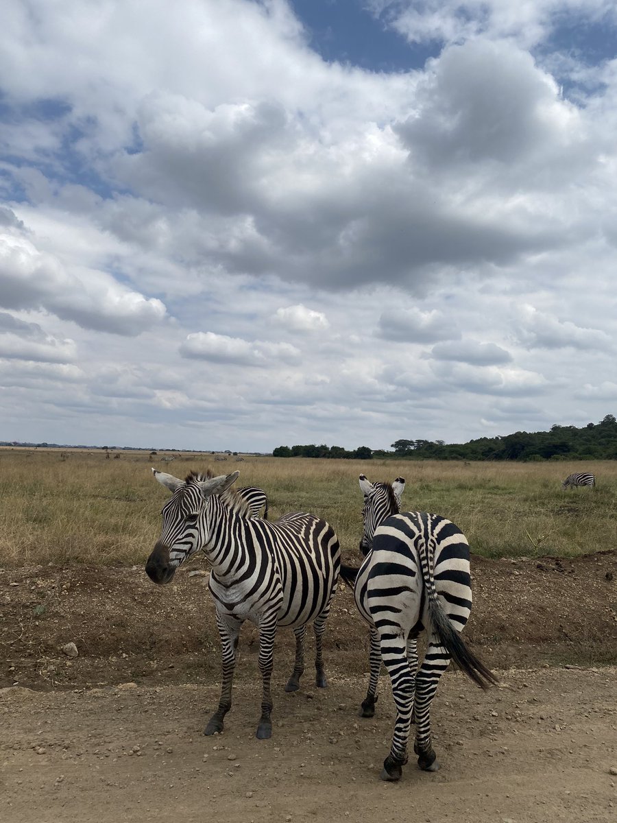bellafavelaa's tweet photo. no podría estar más enamorada de Africa. https://t.co/kn2YfX6xKV