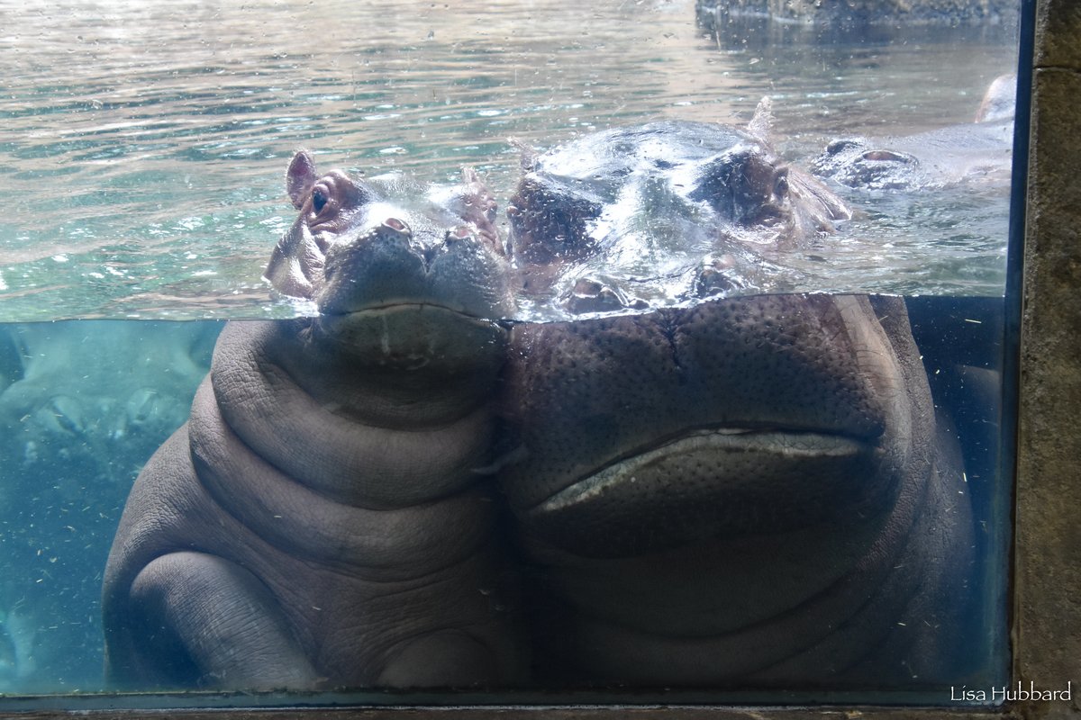 CincinnatiZoo's tweet photo. Sweet moment with Bibi and baby Fritz! A hippo calf usually stays close to mom but we've seen Fritz by Tucker's side too! https://t.co/YIibPl8tkv
