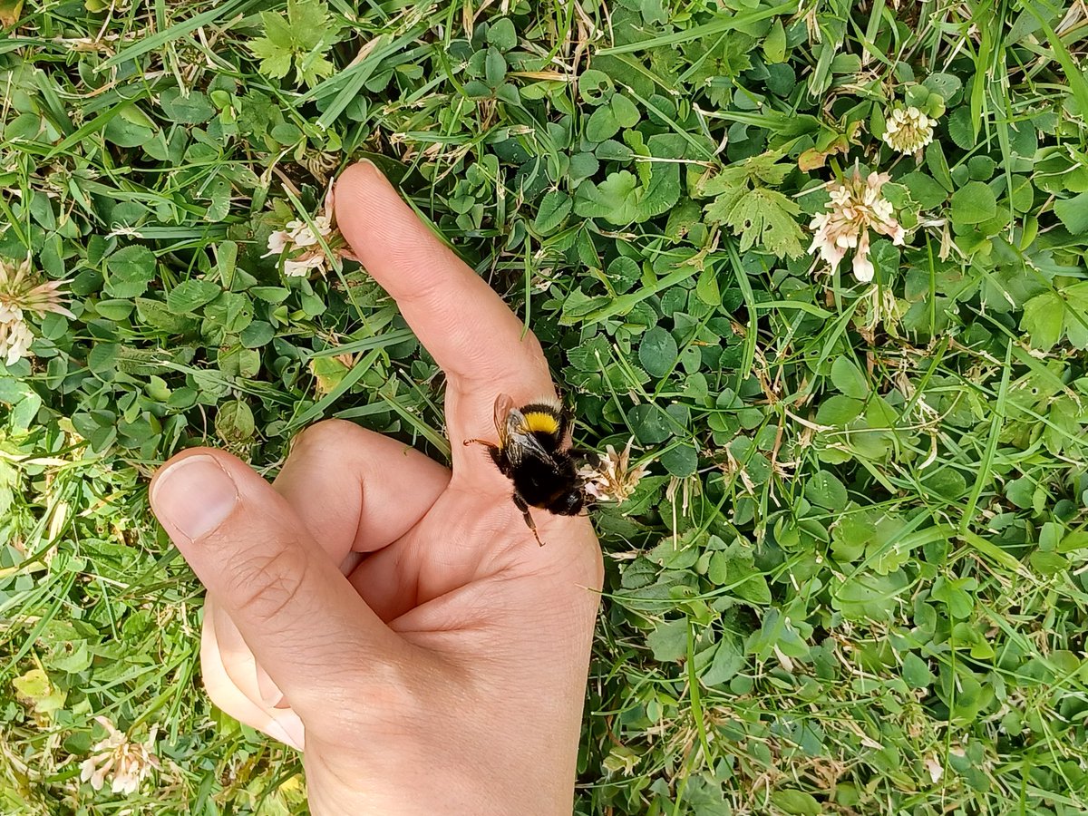 Süße, dicke Hummel!