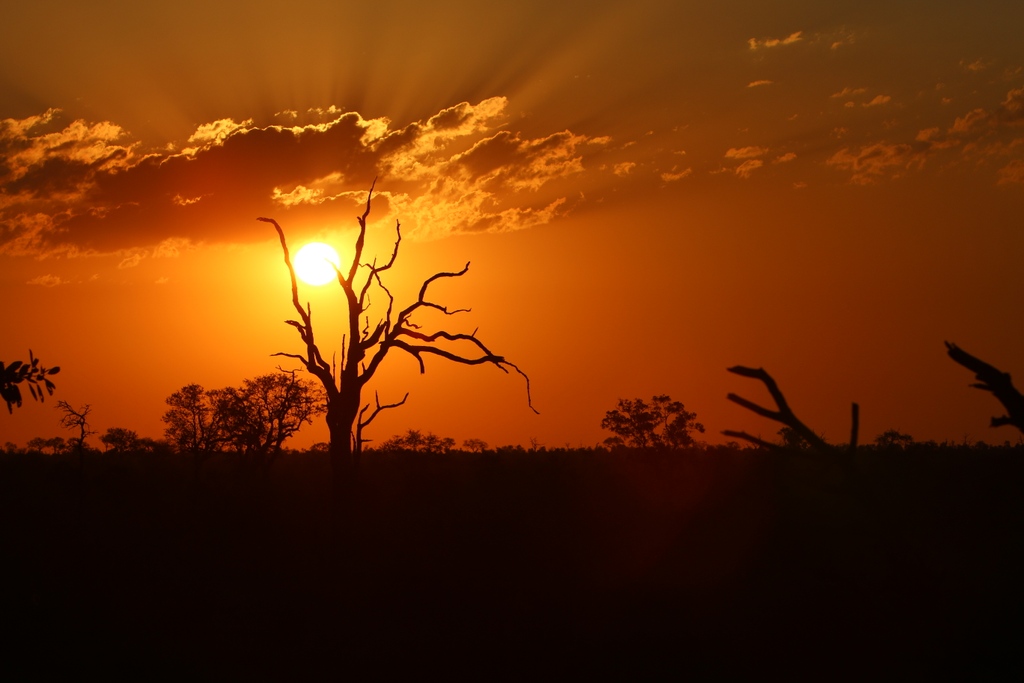 As the weekend draws to a close we have another awesome African sunset. Something special about watching the sun go down in the bush with a sundowner of course!

#needlessafarilodge #africanwildlife #meetmzansi #thisisafrica #meetsouthafrica #dinnertime #safari #safarilodge