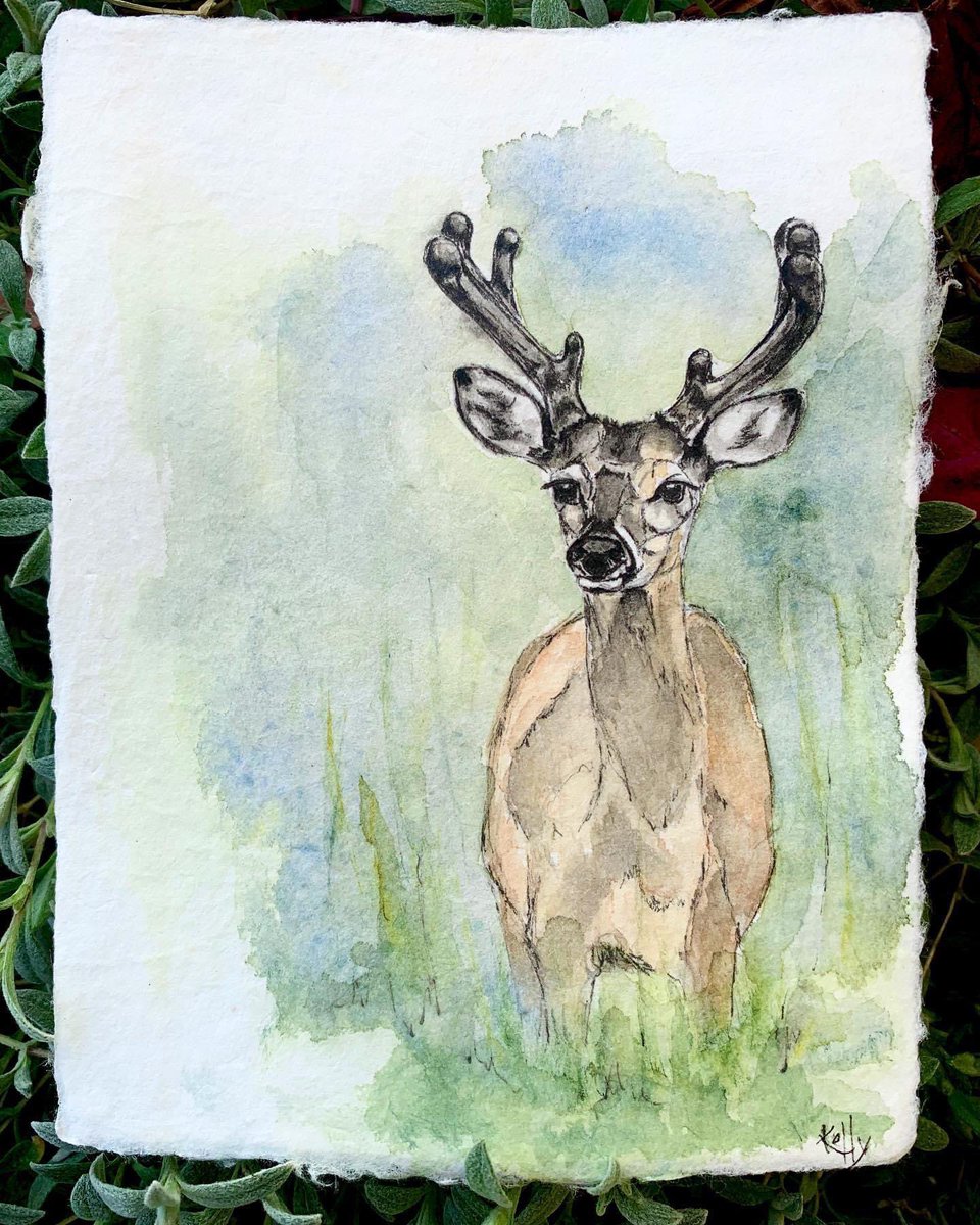 #illustration #deer #whitetail #wildlifeillustration #kidlitart #watercolorillustration #ink #inkillustration #inkdrawing #watercolor #sletch #watercolorsketch #wildlife #nature
