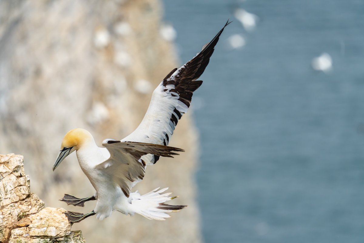 Alan Milner tweet media