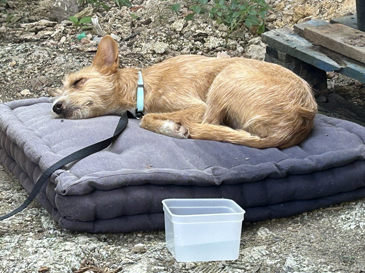 Lying in the garden, quietly playing Pianoworks by @eluvium to Rufus, the little stray dog we rescued this morning. Definitely doing the trick to relax him, he’s calmed down and just dozed off.