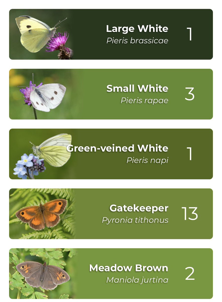 becksmaxgreen's tweet photo. Despite strong winds I counted a good number of butterflies in a scrubby patch near my house, loads of Silver Y moths around this year  #bigbutterflycount @savebutterflies @ehbpollard @bc_cambs_essex @wildlifebcn @RussJWaldron https://t.co/bJZZncRZPV