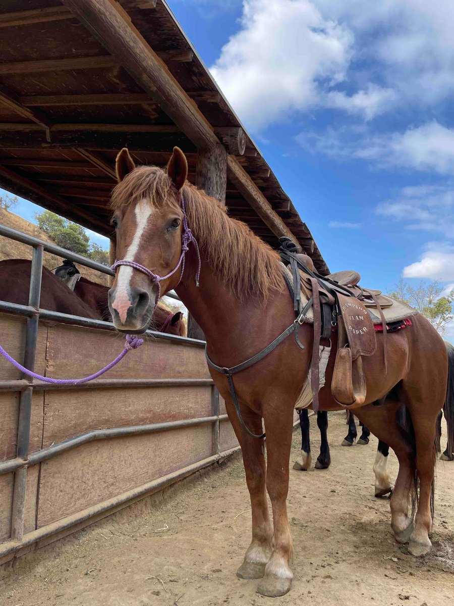 SunsetRanchLA's tweet image. Sunday funday y’all! Sunsetranchhollywood.com 
#sunsetranchhollywood #hollywood #sundayfunday #summer2023 #hollywoodsign