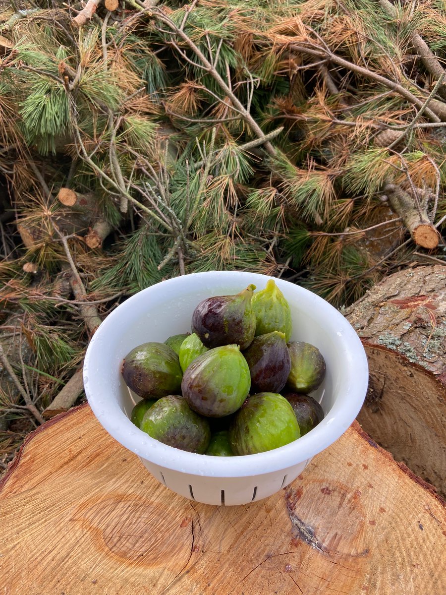 lethiecv's tweet image. Tarte, confiture ou juste comme ça ? 😋
#figues 🥰