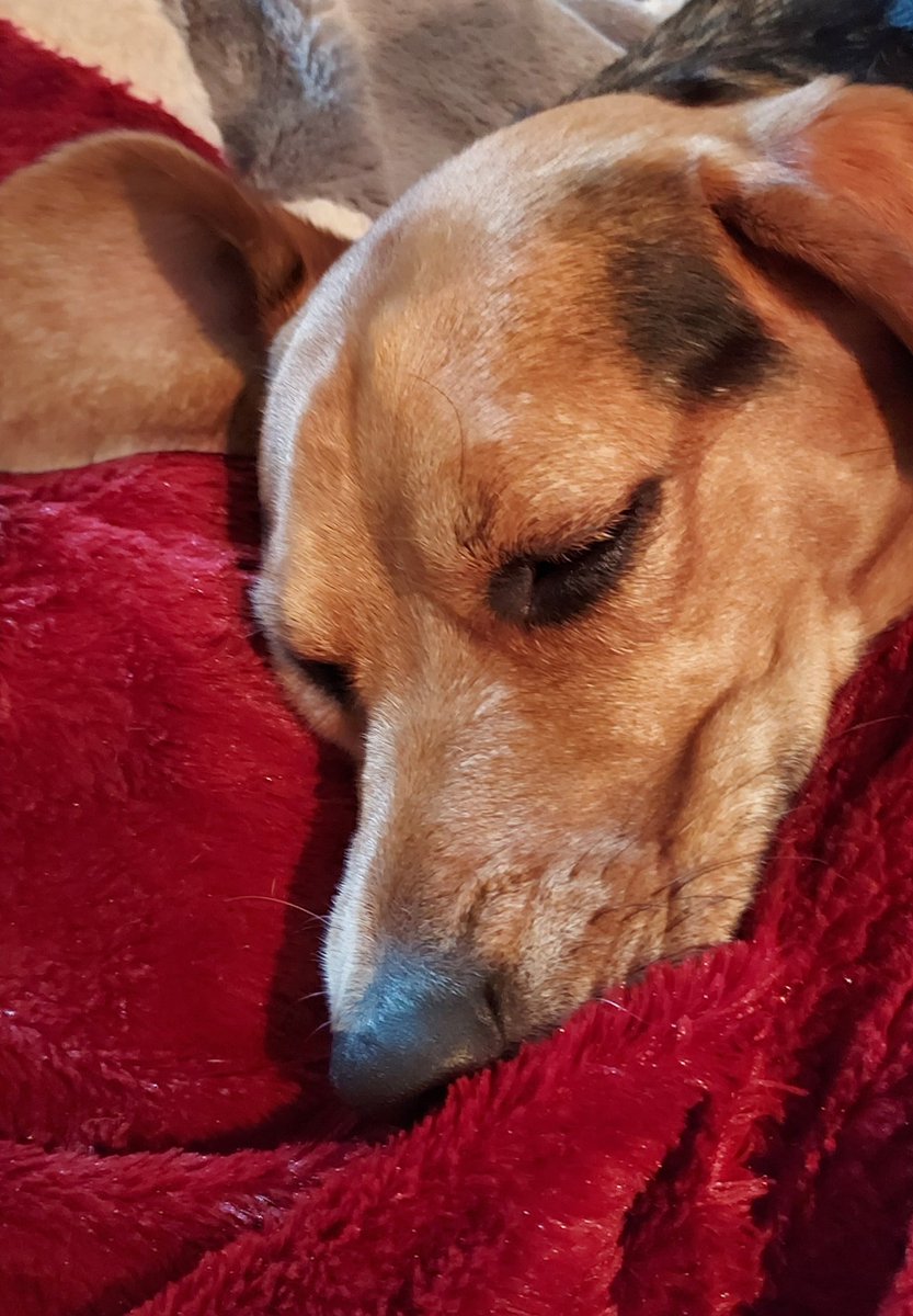 Happy Sunday! I love soft blankets! Just chilling. Have a pawsome day! #sundayvibes #beagle #dogsoftwitter #beaglelove #SundayMorning