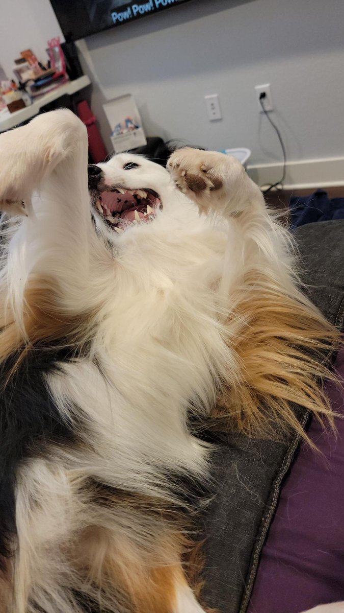 KatJagodzinski's tweet photo. Said goodbye to my Vampire slayer, and am now about to board my flight. @EthCC and @sozuhaus better be worth not having my #Belmont around. #AustralianShepherd #web3dog https://t.co/8Lc9Ap7qiv