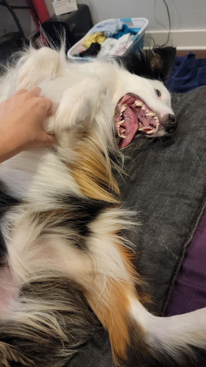 KatJagodzinski's tweet photo. Said goodbye to my Vampire slayer, and am now about to board my flight. @EthCC and @sozuhaus better be worth not having my #Belmont around. #AustralianShepherd #web3dog https://t.co/8Lc9Ap7qiv