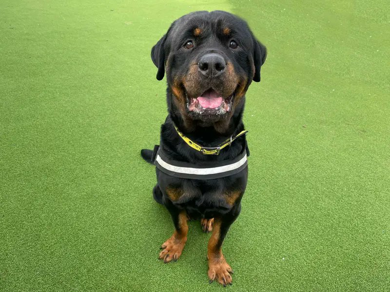 DogsTrust's tweet photo. Zeus is a friendly chap who loves a fuss and a cuddle. He has a loving, gentle nature and is fully housetrained. He could potentially live with another calm relaxed dog of similar size💛
@DT_Essex📍 https://t.co/MNJgakHgLK https://t.co/R5SSPaVwUx