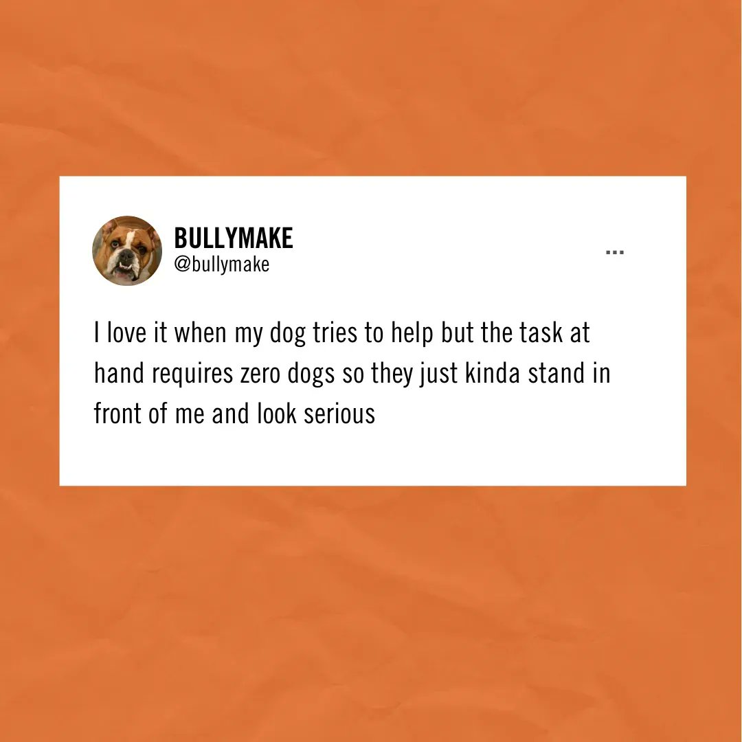 I'm here for emotional support 🐶 

#dogs #pets