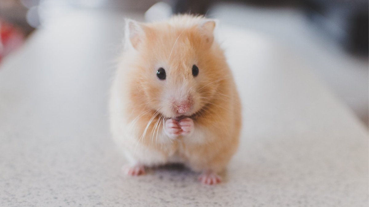 JohnsonsVet's tweet photo. This week’s pet breed is the #teddybearhamster - also known as a long-haired #syrian hamster.
These super food #storers can stuff their #cheekpouches with an amount of food equal to #20percent of its #bodyweight, creating the #cuddly teddy bear aesthetic! https://t.co/CKUoF9BVeX