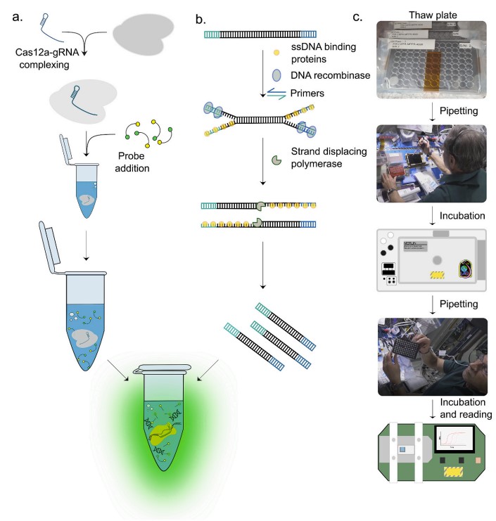 Why send CRISPR to space?? 🚀
For diagnosis, of course!!!

Being so portable, versatile, and easy to use, CRISPR-based diagnostics is a natural candidate for genetic diagnostics during space missions!

More below, and in our recent paper:
doi.org/10.1016/j.bios…
🧵 1/5