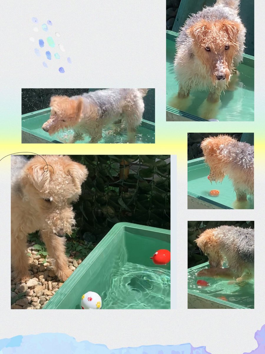 welshOKAN's tweet photo. 初プール🏊‍♂️
最初はお水全部飲む気！？って勢いで飲んでたけど段々オモチャを追って遊ぶように♪

泳げるタイプなのかなー🤔

#ウェルシュテリア
#お迎え303日目
#テリア好き #犬のいる暮らし #犬 #テリア #welshterrier https://t.co/r9BN19Wv02