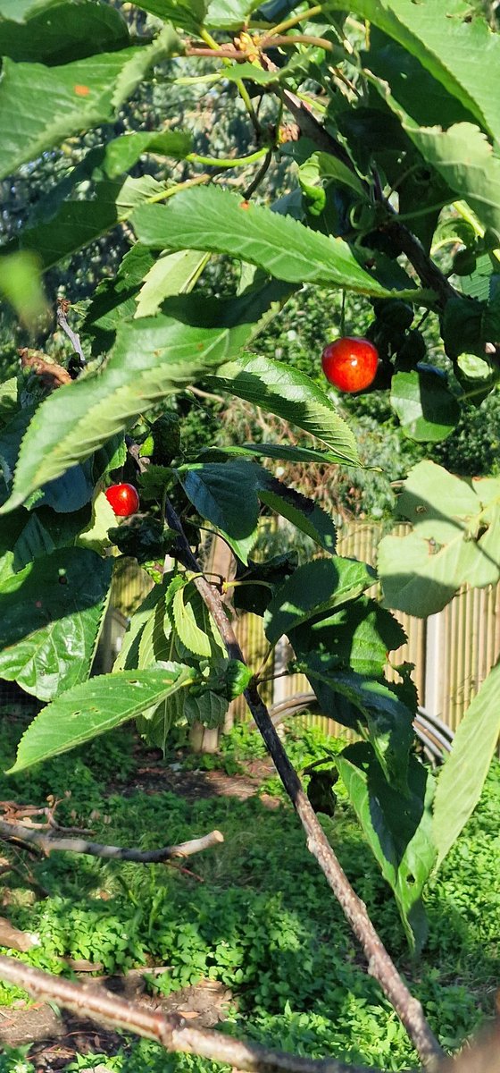 ChrisMousse3's tweet photo. My cherry harvest has grown by 100% since last year.
#BrexitLogic
#CPTPP https://t.co/TQZNZKAcaR