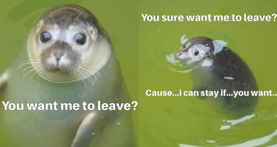 fat seal SEALS with it 🦭 on Twitter "you want?.......🦭 SEALS fatseal eth https//t.co