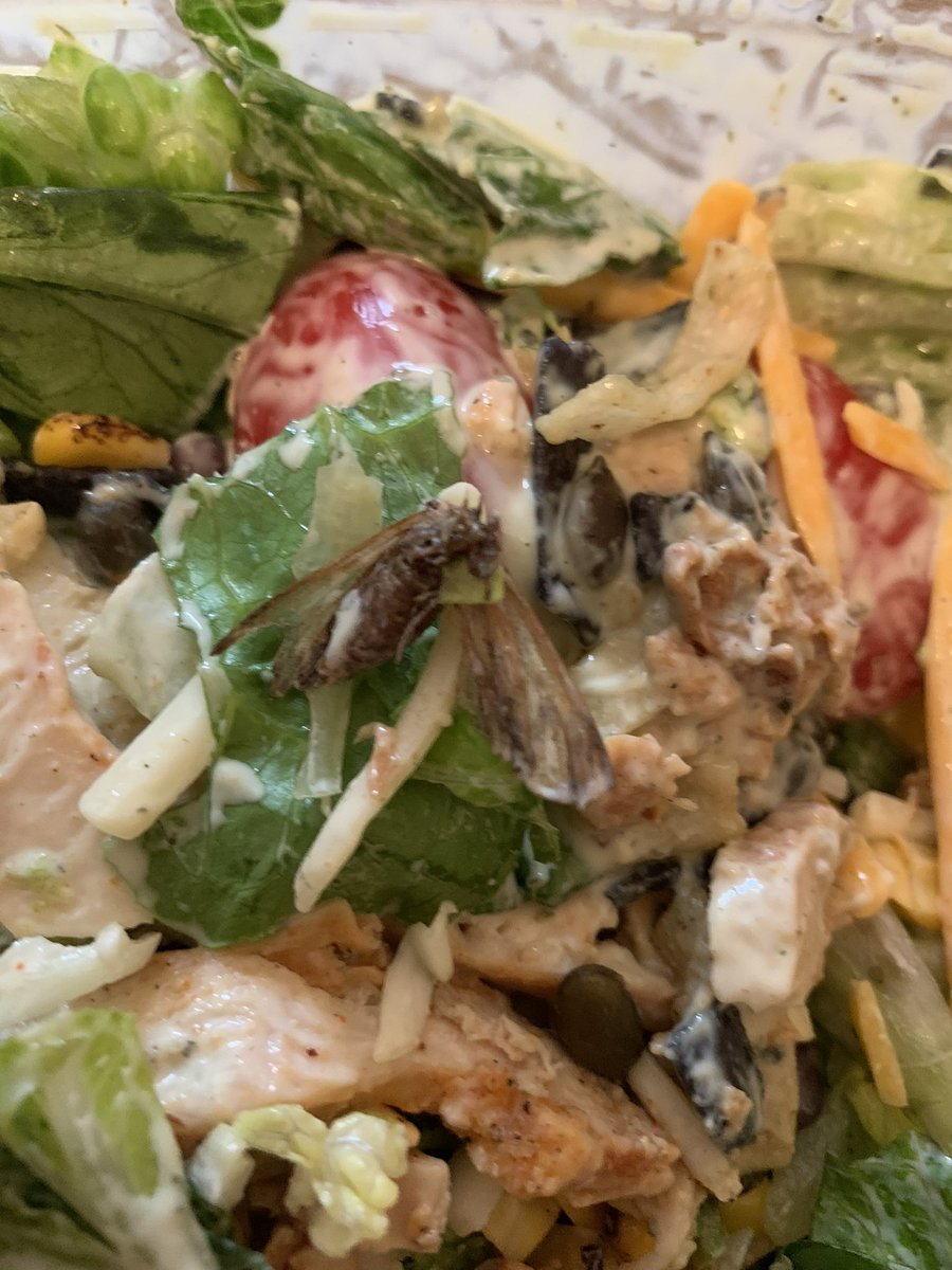 SonyaSparks's tweet photo. @ChickfilA  I spent my evening vomiting! How disgusting is this?! Imagine going home to sit down with your family eat dinner, while preparing your salad and find this🤮,a moth!! This is disgusting! And we purchased TWO salads! We didn’t need this kind of protein! Check your food! https://t.co/azY0C4vVOZ