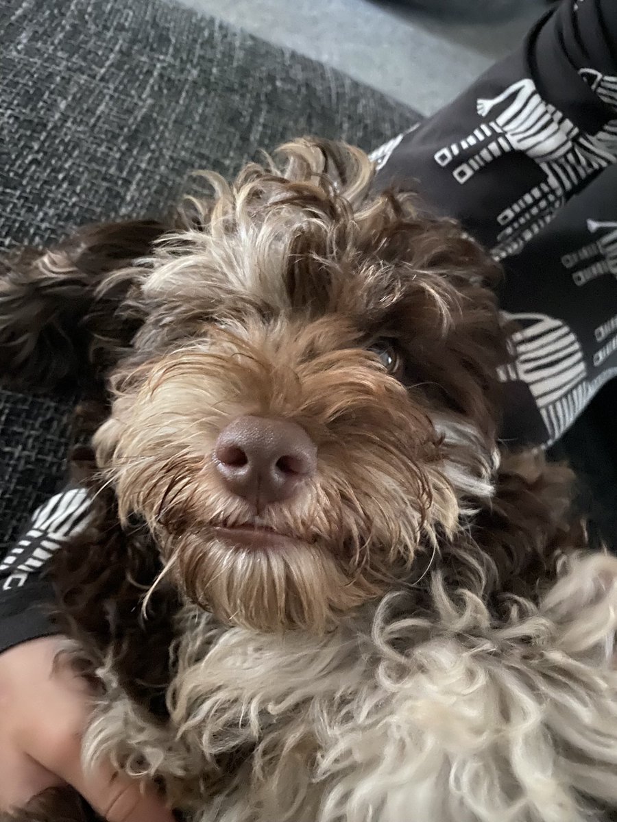 Marley just loving life 🥰