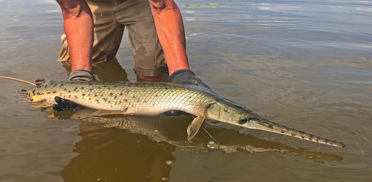 #gar #flyfishing #ottawariver