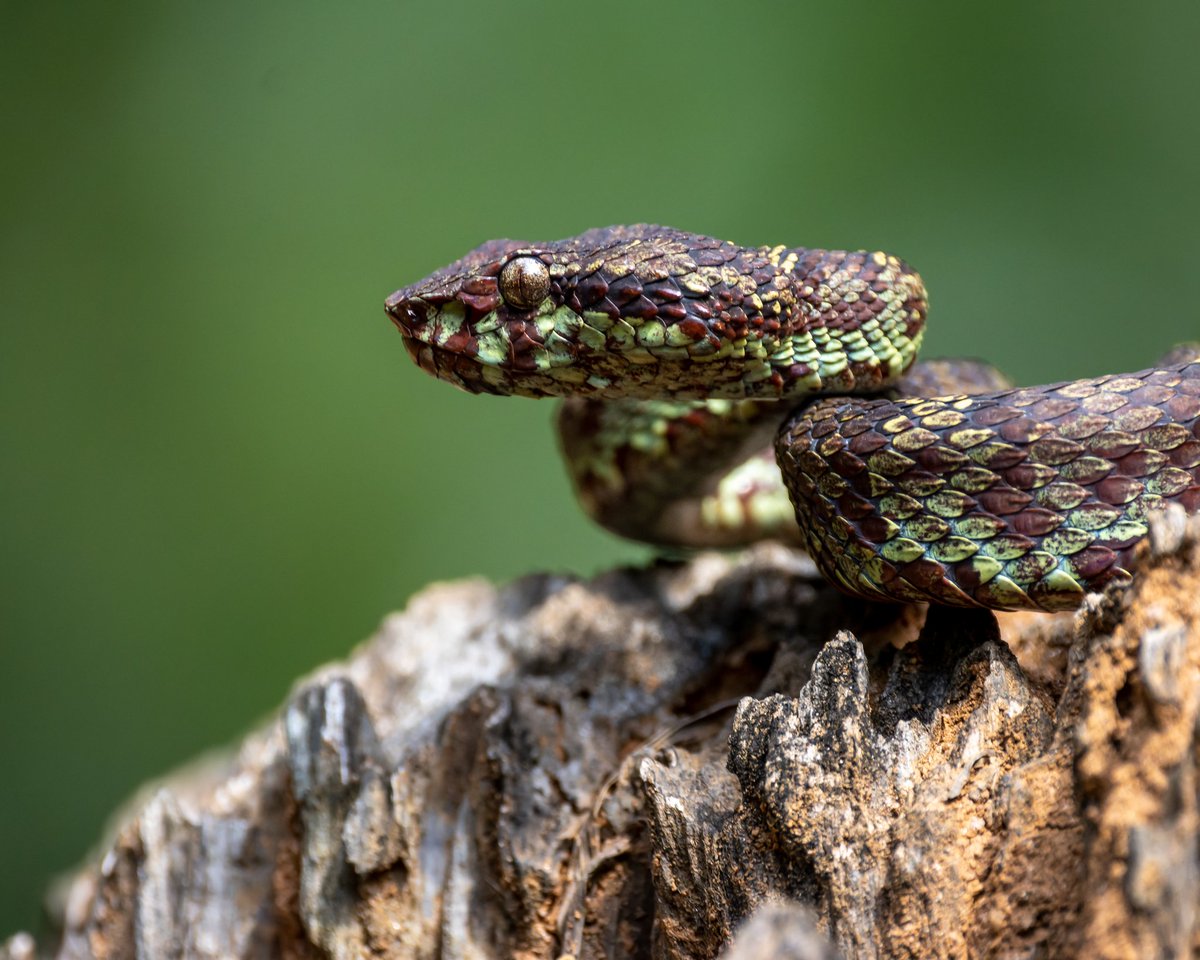 The only photograph of a snake I took #WorldSnakeDay #malabarpitviper #indiAves