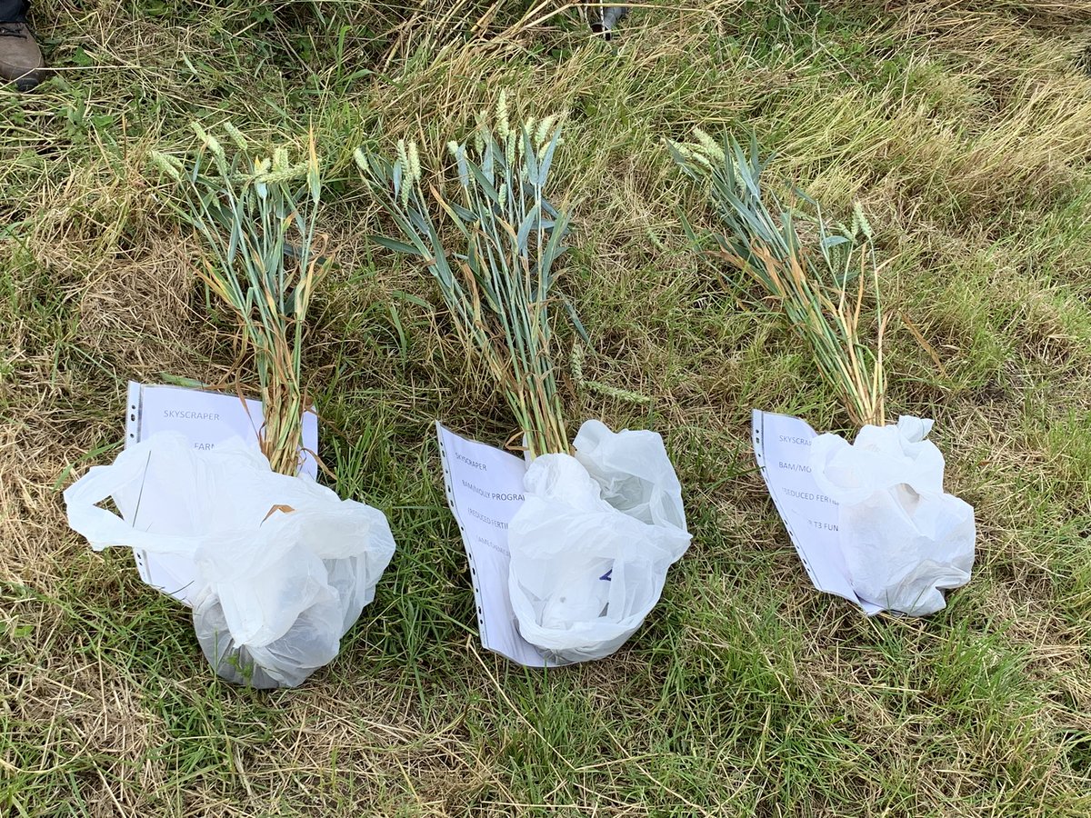 JulieAnnClark2's tweet photo. Had a great week topped off with a group meeting in Kelso with St Boswell’s #farmbench group
A great farm tour discussing varied establishment & managing the use of Nitrogen, It’s brilliant to hear how farmers are thinking about inorganic fert reduction @ConsultingSAC @AHDB_Scot https://t.co/B4hXndx5tF