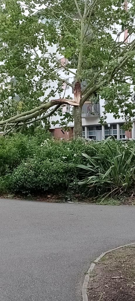 GarrettCarole's tweet photo. @lb_southwark  after yesterday's winds a part of a tree has fallen onto the pathway in Salisbury Row by Darwin Court in Barlow street SE17
Attendance needed please 🙏 https://t.co/AXC7Qh5Ztr