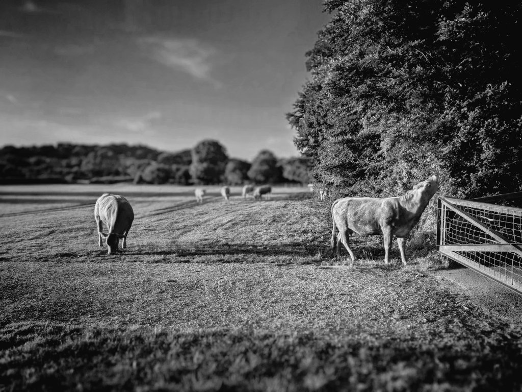 jonnorthf64's tweet photo. #pastorallandscape #bridport #askermeadows https://t.co/Ipa7hD6W7I