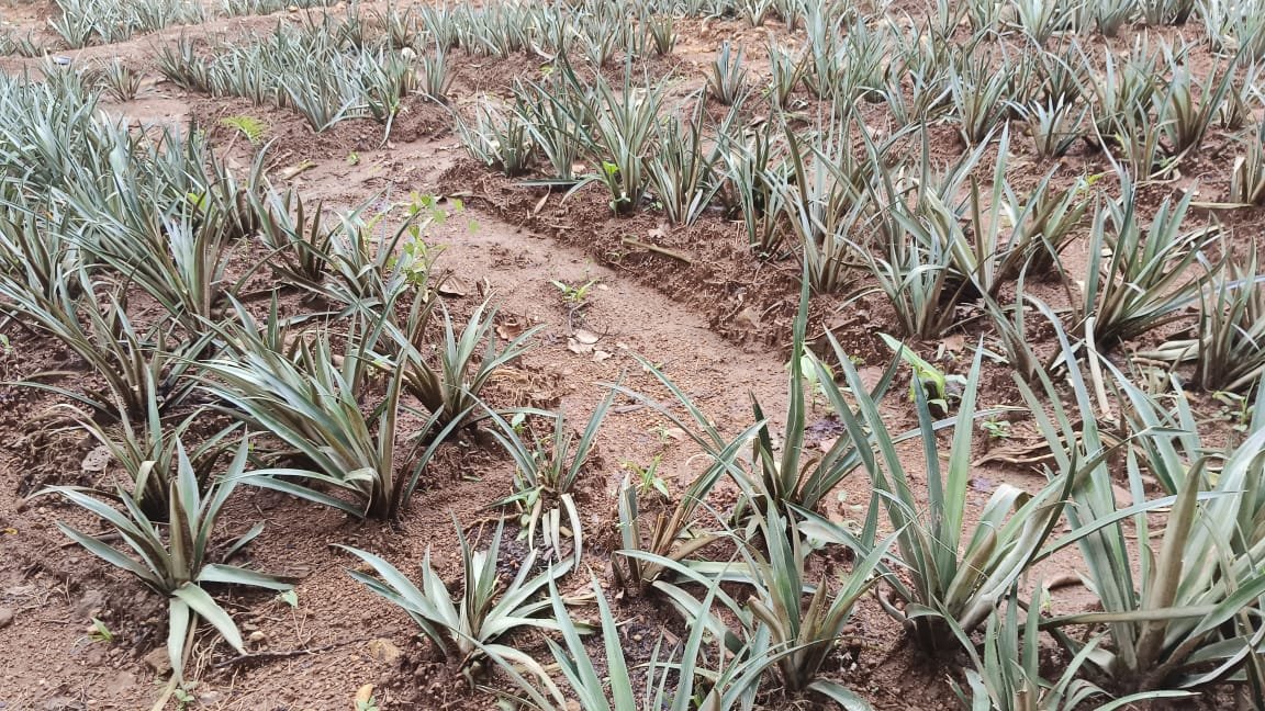 Crypto Hanuman tweet media