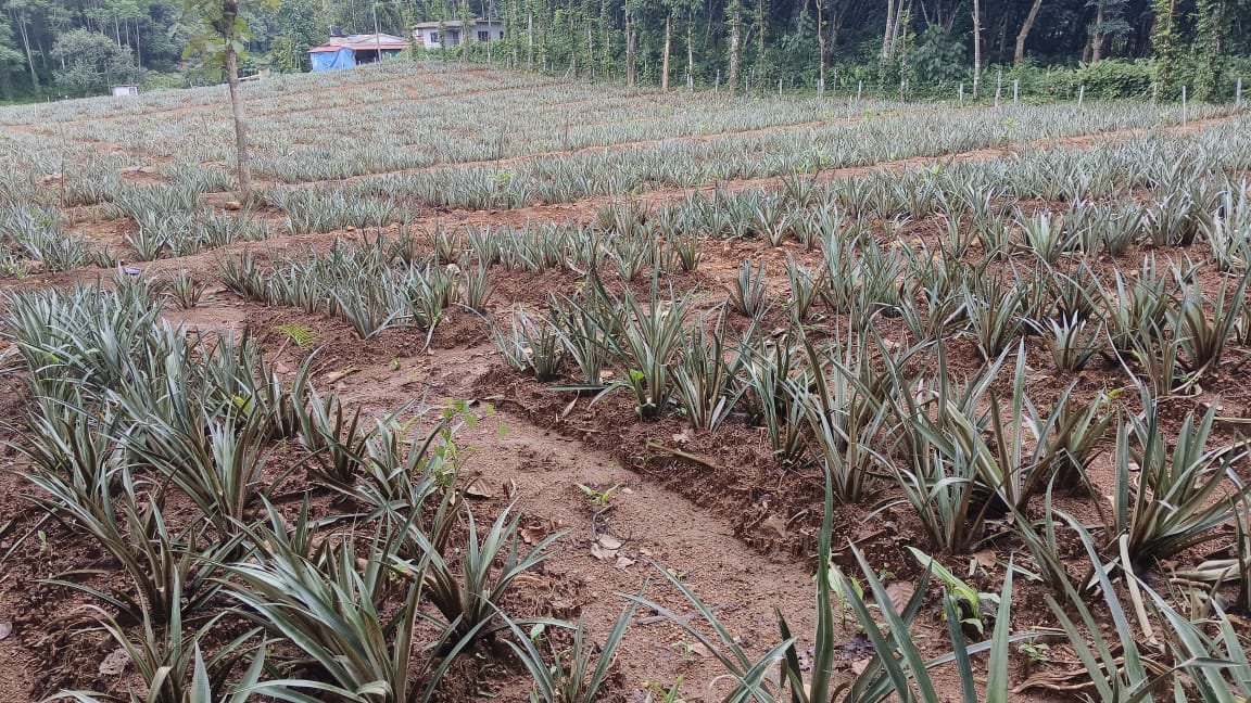 Crypto Hanuman tweet media