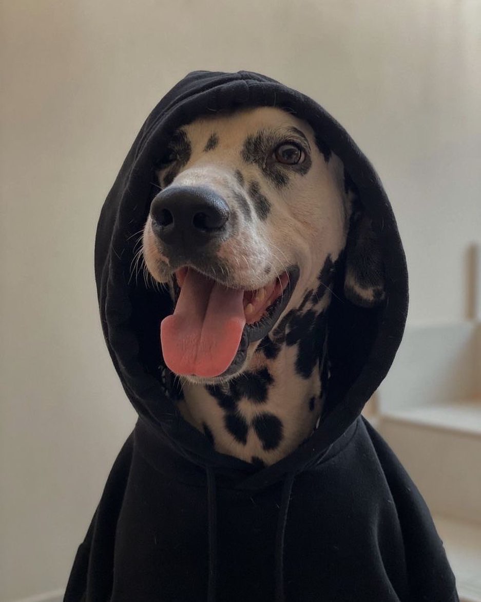 ARTIFAXING (@pedestrian) on Twitter photo 