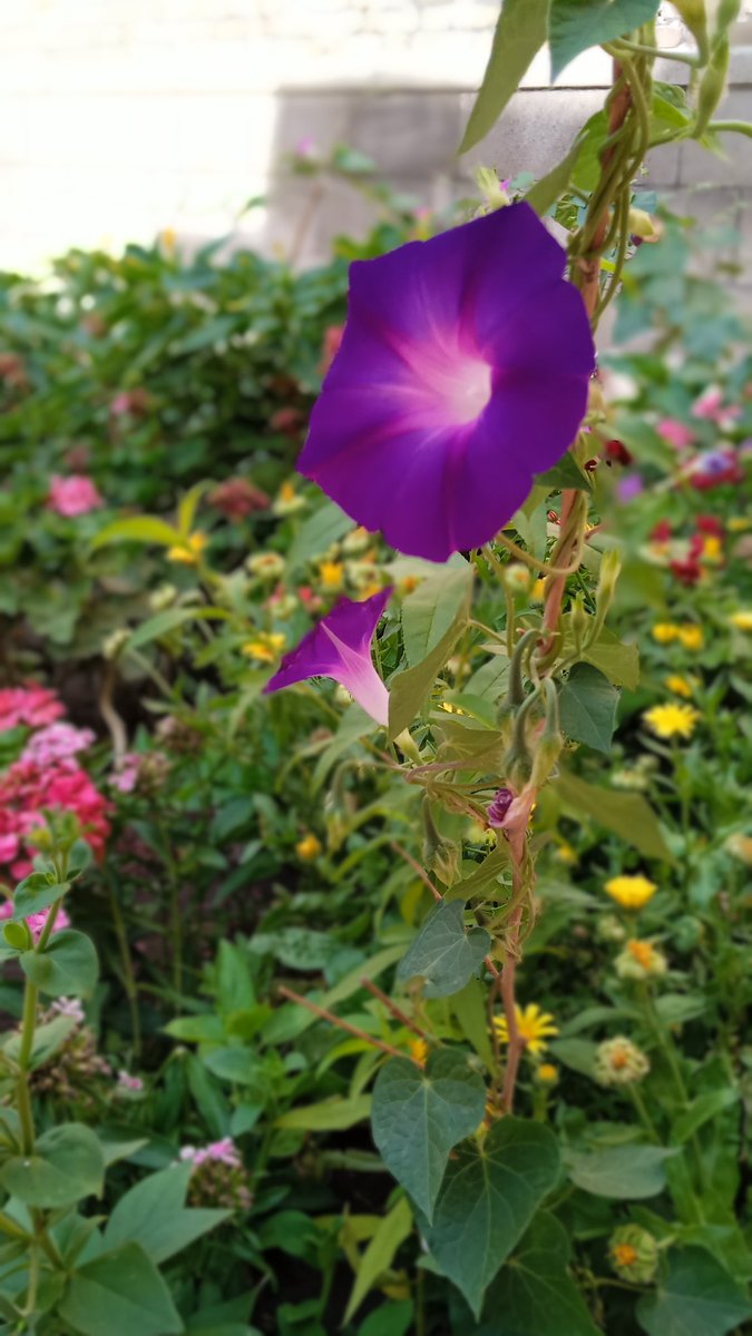 farideh002f1's tweet photo. Start day with 🌸a beautiful  morning glory flower ...🌿 https://t.co/3MvUYqfNqO